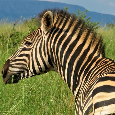 African Hills Safari Lodge & Spa มากาลีสเบิร์ก ภายนอก รูปภาพ