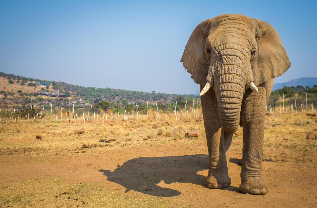 African Hills Safari Lodge & Spa มากาลีสเบิร์ก ภายนอก รูปภาพ