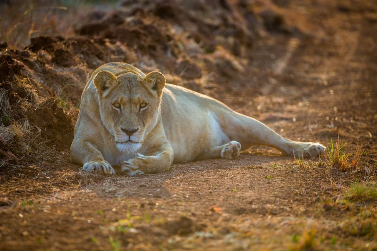 African Hills Safari Lodge & Spa มากาลีสเบิร์ก ภายนอก รูปภาพ