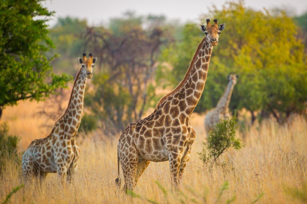 African Hills Safari Lodge & Spa มากาลีสเบิร์ก ภายนอก รูปภาพ
