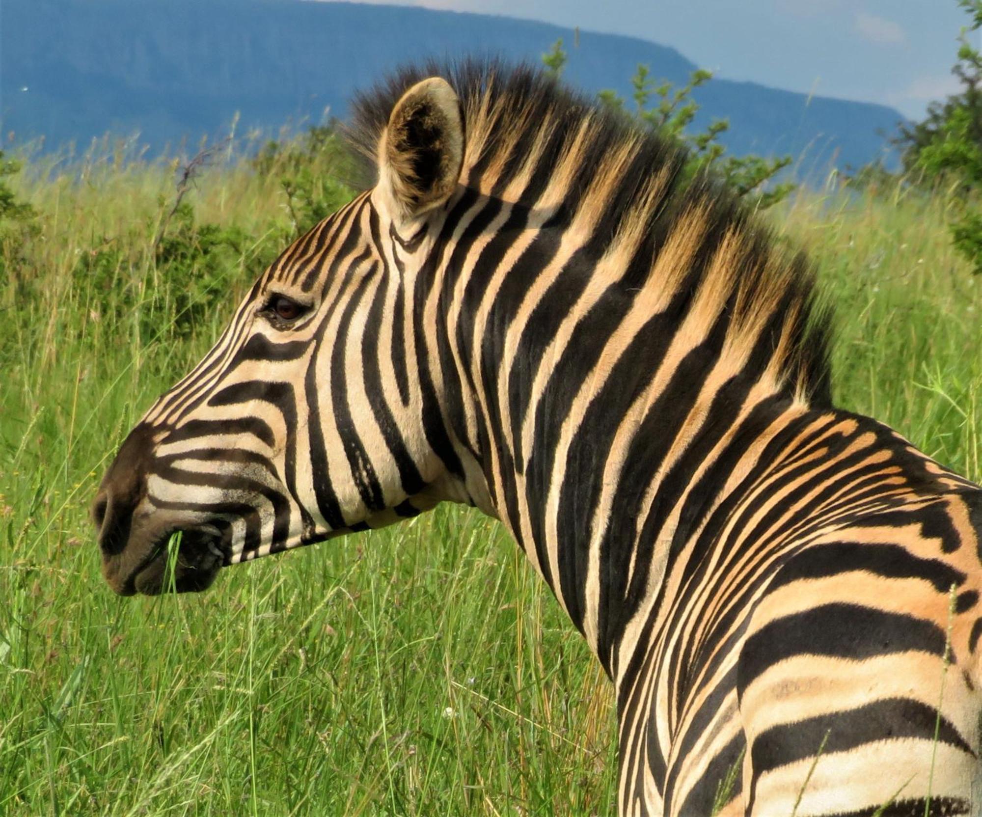 African Hills Safari Lodge & Spa มากาลีสเบิร์ก ภายนอก รูปภาพ