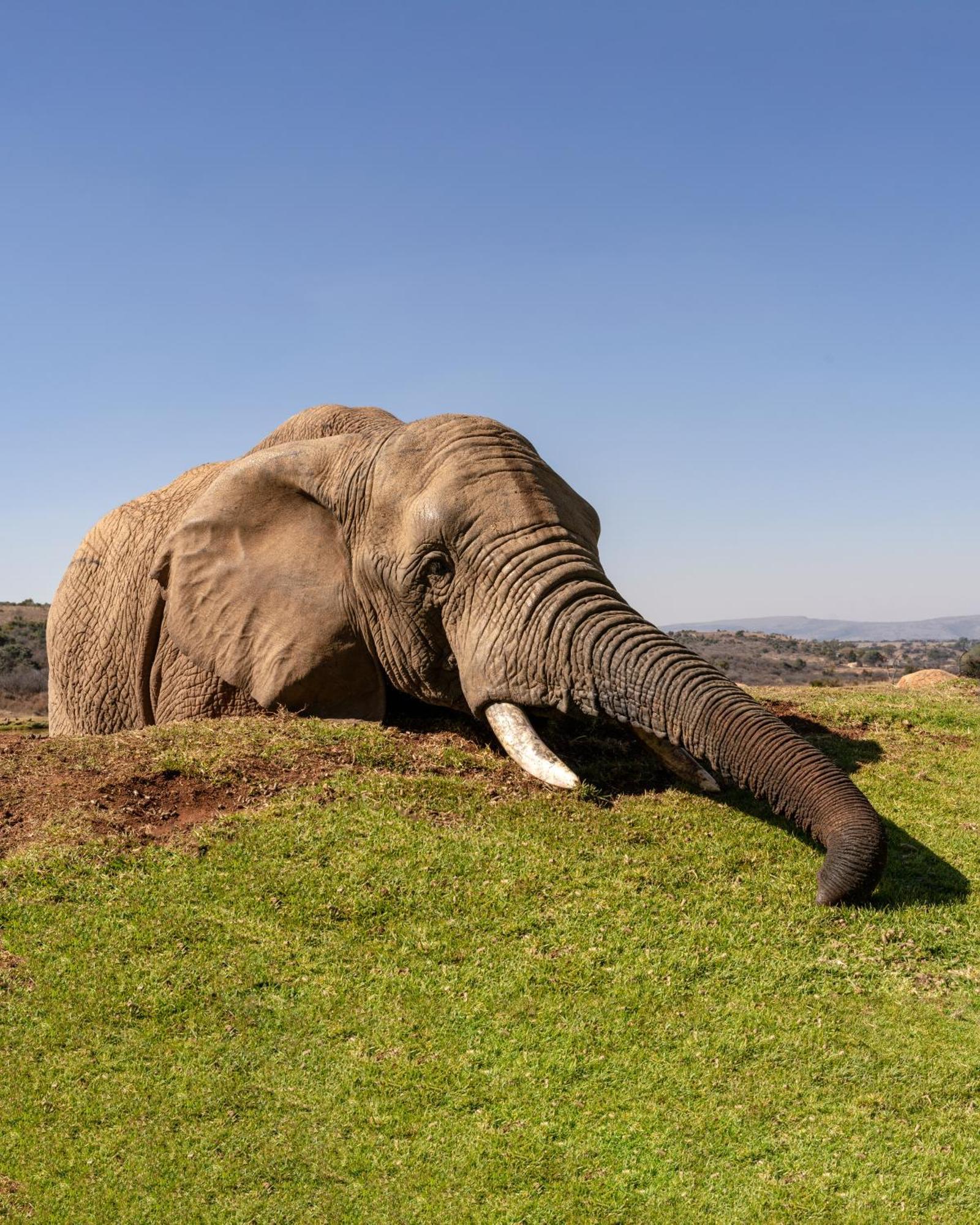 African Hills Safari Lodge & Spa มากาลีสเบิร์ก ภายนอก รูปภาพ